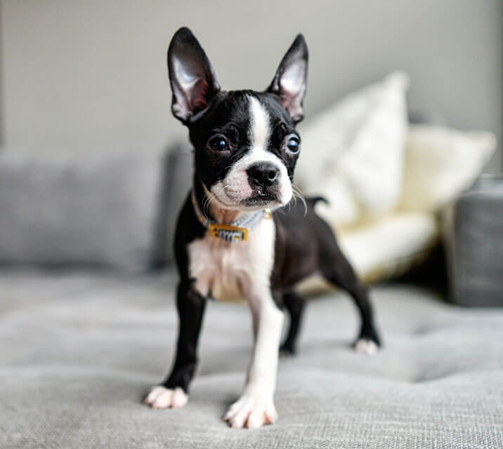 Boston Terrier Dog: Description, Temperament, Lifespan, & Facts