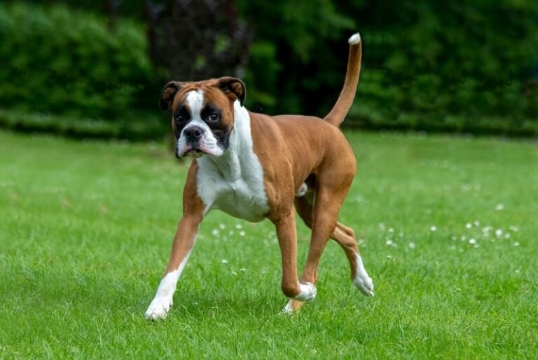 Boxer Dog Breed | Description, Temperament, Lifespan, & Facts