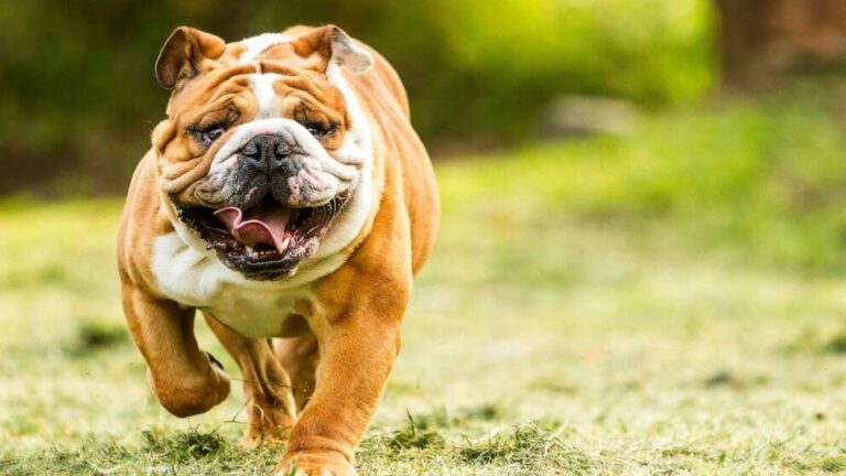Bulldog Dog Breed Guide: Types, Adoption Tips & More