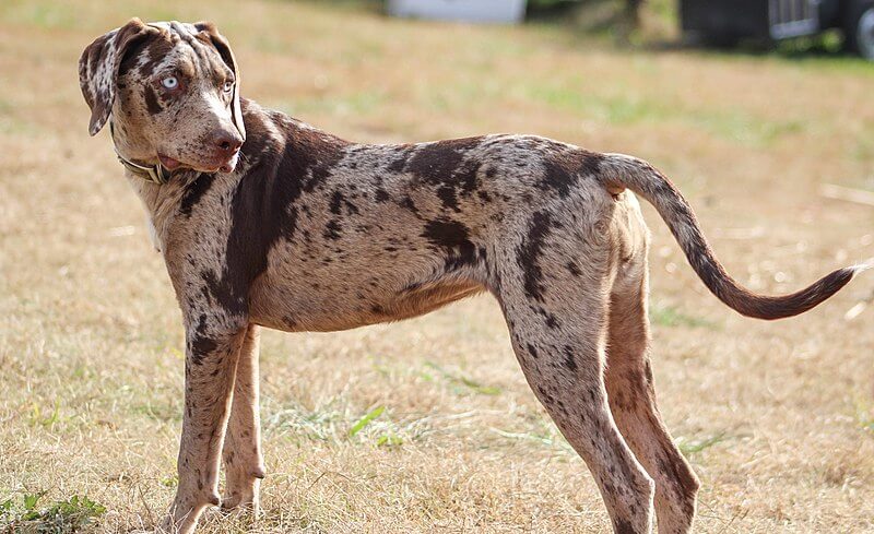 Catahoula Leopard Dog