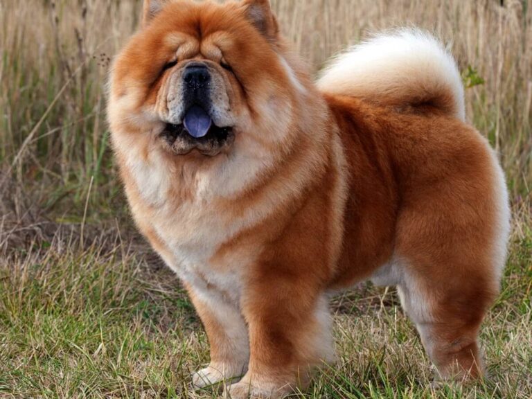 Chow Chow Dog Breed: Care & Temperament