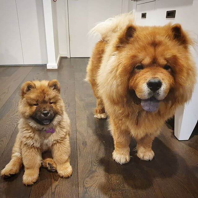 Chow Chow Temperament and Behavior