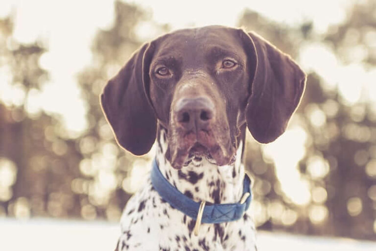 German Shorthaired Pointer Dog Breed: Temperament, Lifespan, & Facts
