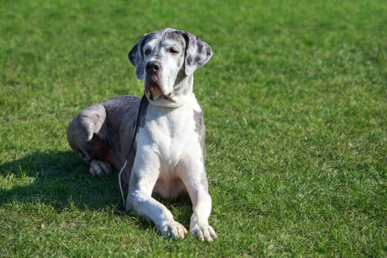 Great Dane Dog Breed | Description, Temperament, Lifespan, & Facts