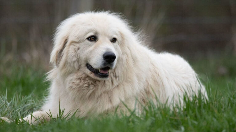 Great Pyrenees Dogs: Breed Traits, Care Tips & Adoption