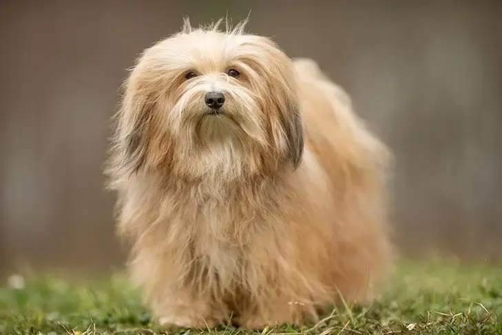 Havanese Dog: Your Comprehensive Guide to the Adorable Breed