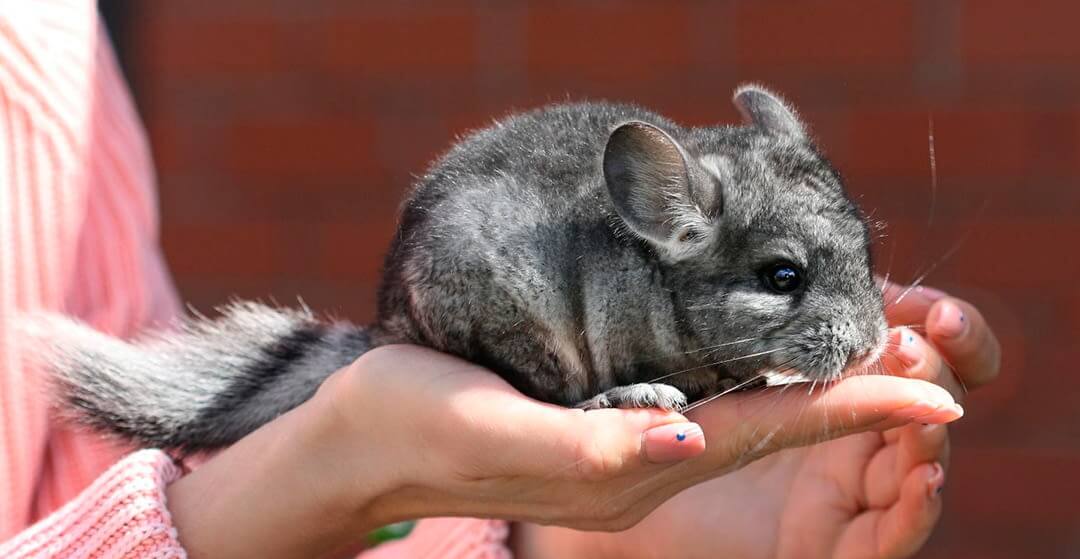 How Long Does a Chinchilla Live