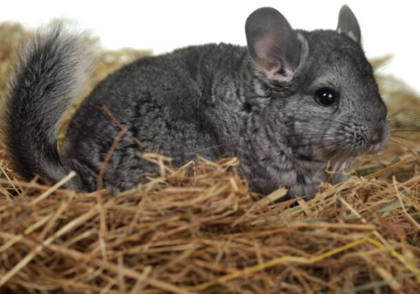 The True Cost of Owning a Chinchilla: Care, Costs, and Considerations