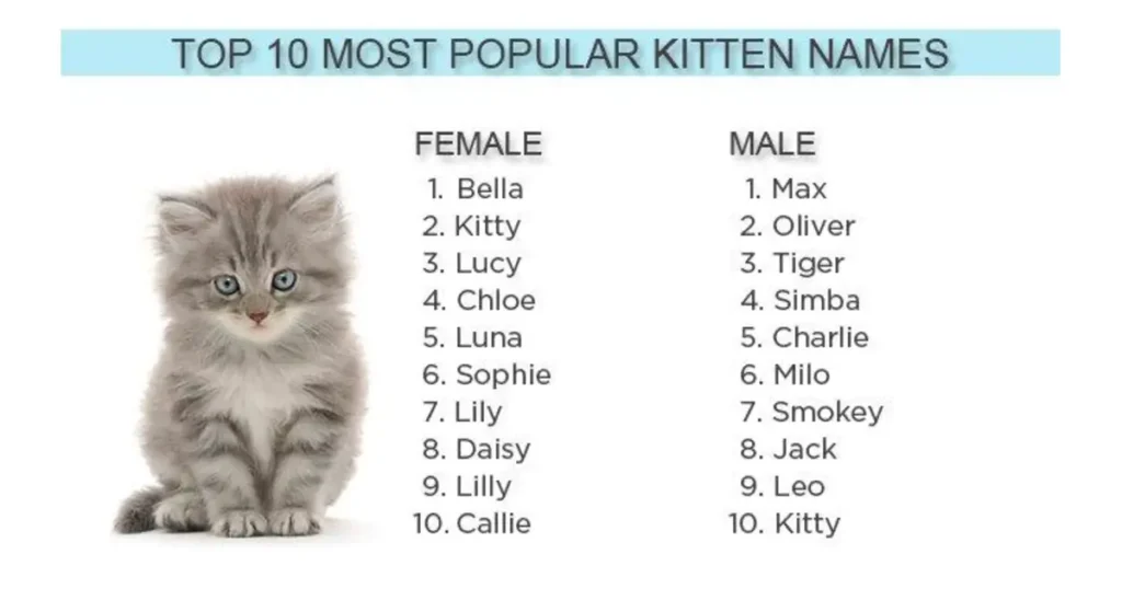 Top 10 Most popular kitten names