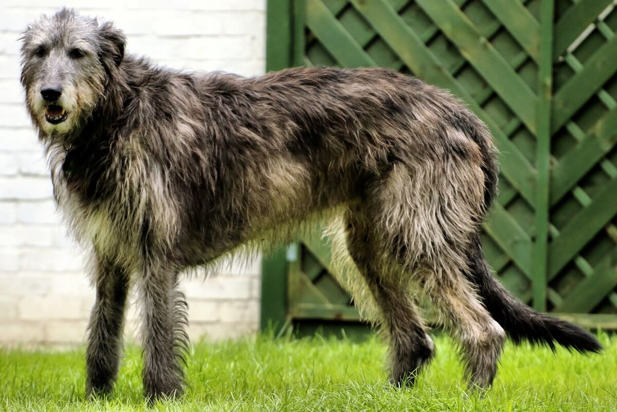 Irish Wolfhound Dog