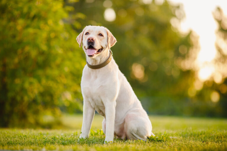 Unlocking the Labrador Retriever: Care, Traits & Training Tips