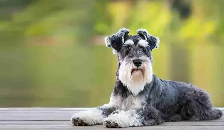 Miniature Schnauzer Dog: Breed Guide, Temperament, Lifespan & More