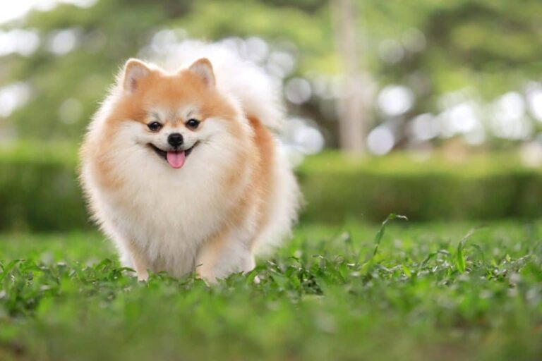 Pomeranian Dog Breed Guide: Puppies for Free & Adoption Options