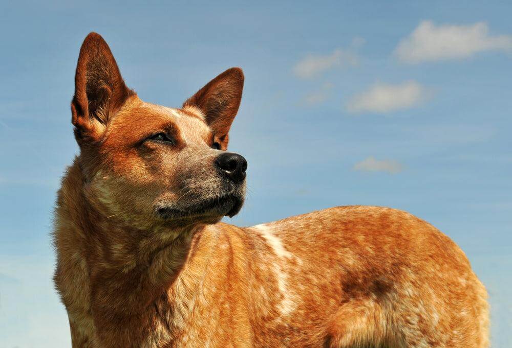 Red Heeler Temperament and Personality
