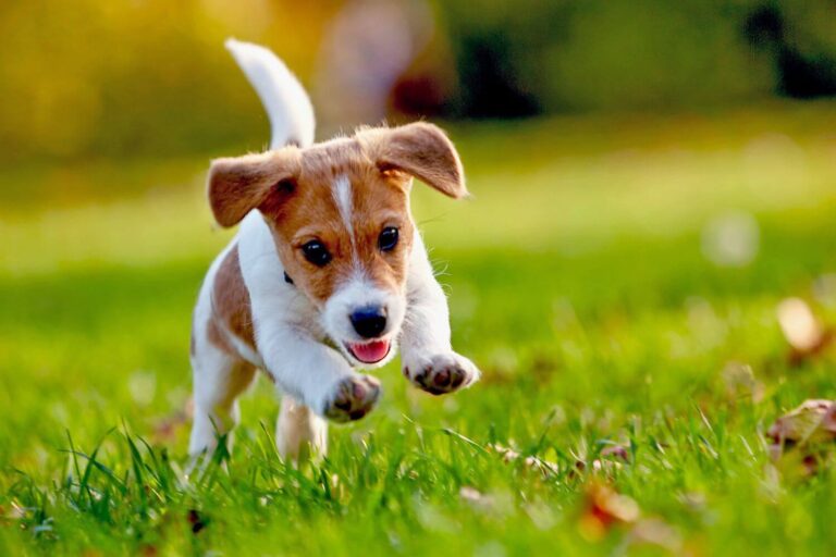 Russell Terrier Dog Breed: A Guide to This Energetic Canine Breed