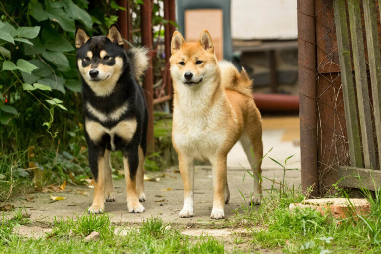 Shiba Inu Dog Breed: Find Them for Free and Adopt Today