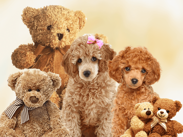 20 Teddy Bear Dog Breeds: Pictures, Facts, & History