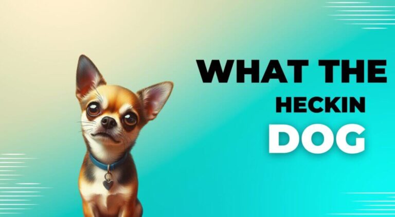 Caring for Your ‘What the Heckin Dog’: A Comprehensive Guide