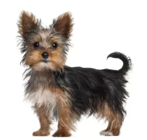 Yorkshire Terrier Dog