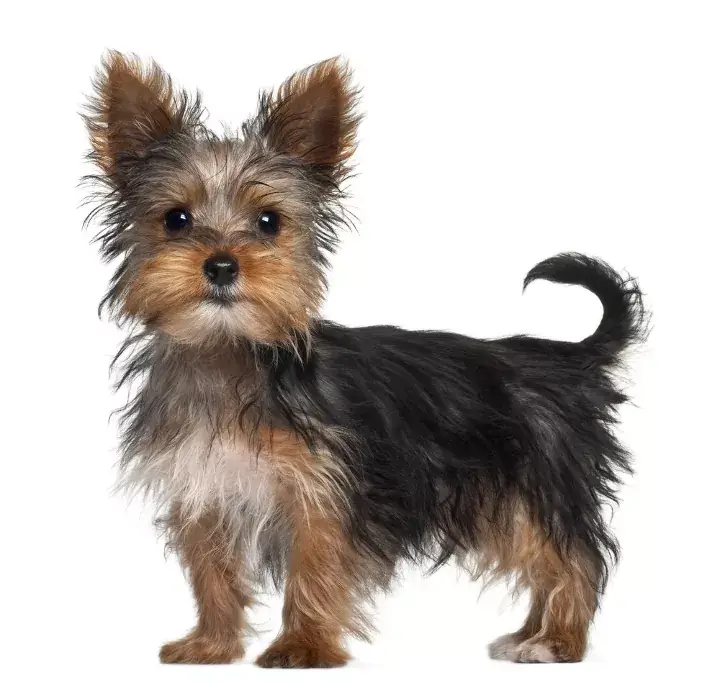 Yorkshire Terrier Dog Breed: Care, Traits & Adoption