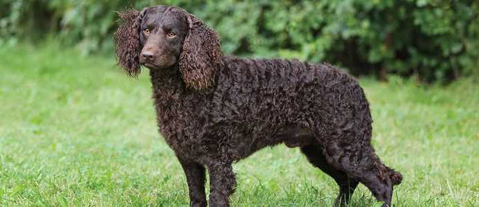 American Water Spaniel