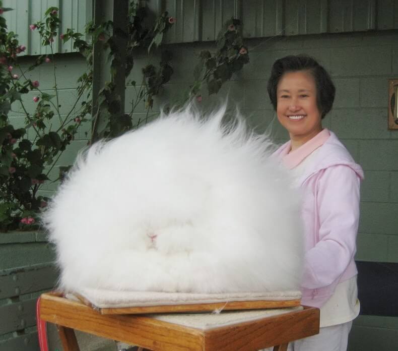 French Angora rabbit