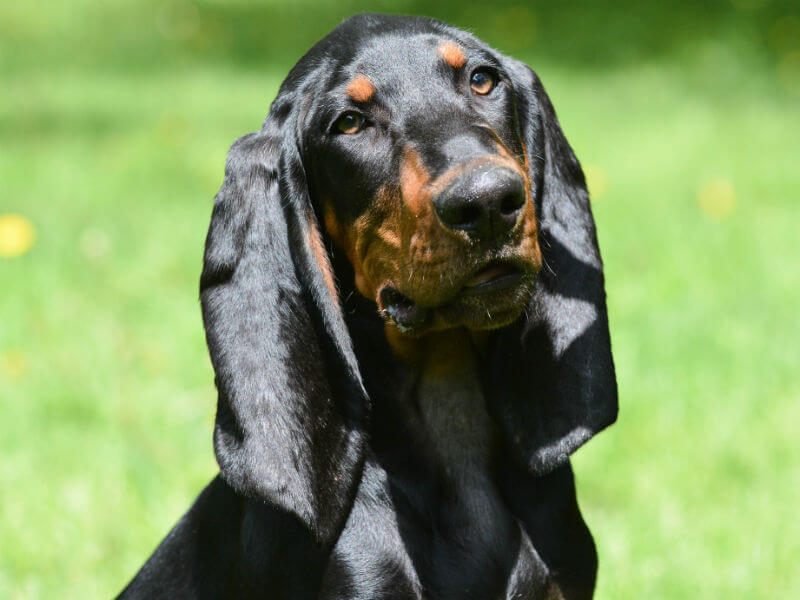 Black and Tan Coonhound Dog