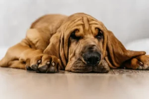 Bloodhound dog breed