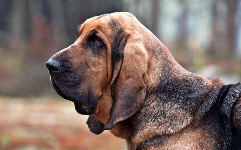 Bloodhound Dog Training and Exercise