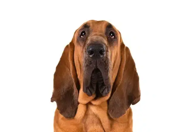 Bloodhound Dog Temperament