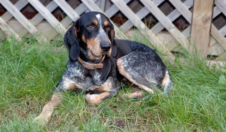 Bluetick Coonhound Dog Breed | Description, Temperament, Lifespan, & Facts