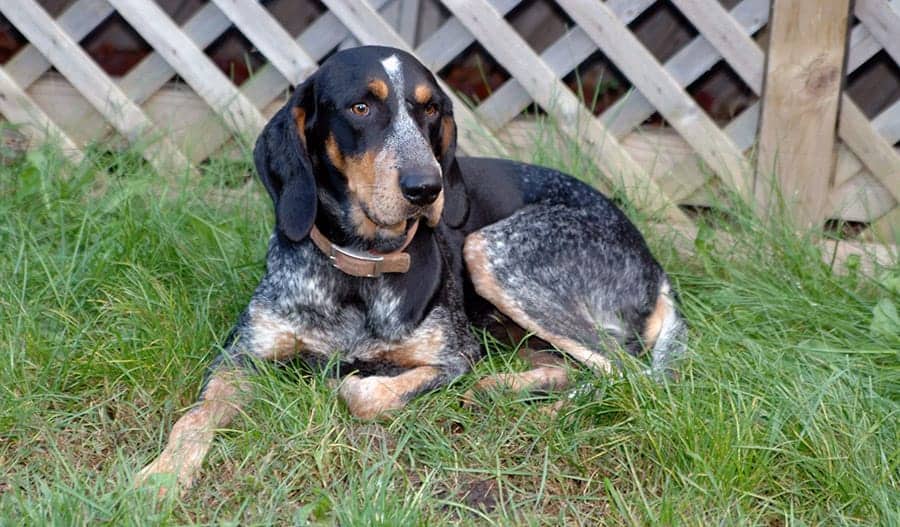 Bluetick Coonhound Dog breed