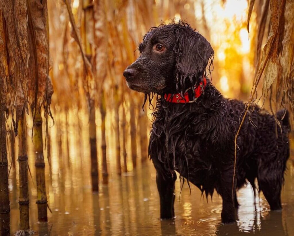 Boykin Spaniel Dog Characteristics