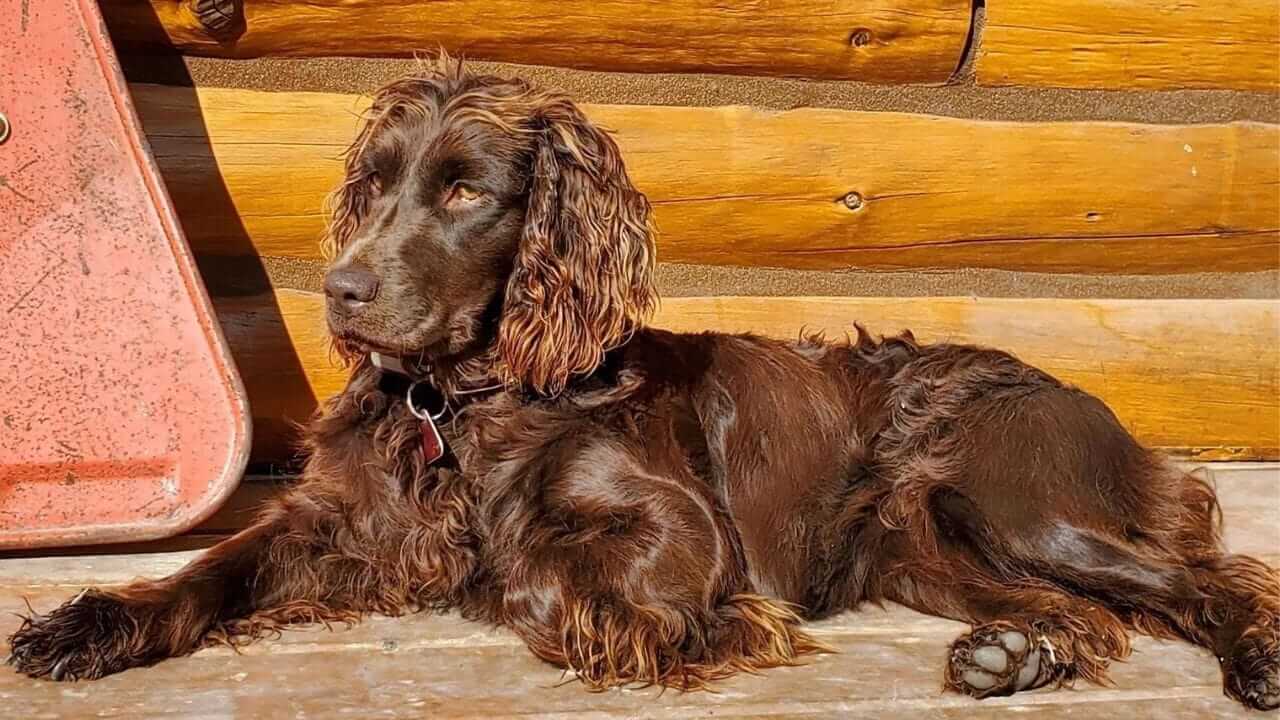 Boykin Spaniel Dog breed