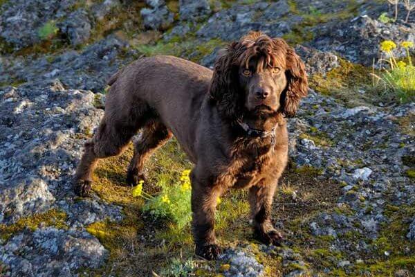 Boykin Spaniel Dog