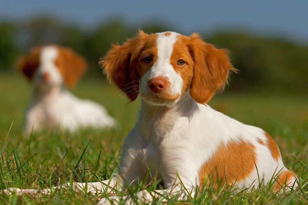Brittany Spaniel Dog Diet and Nutrition