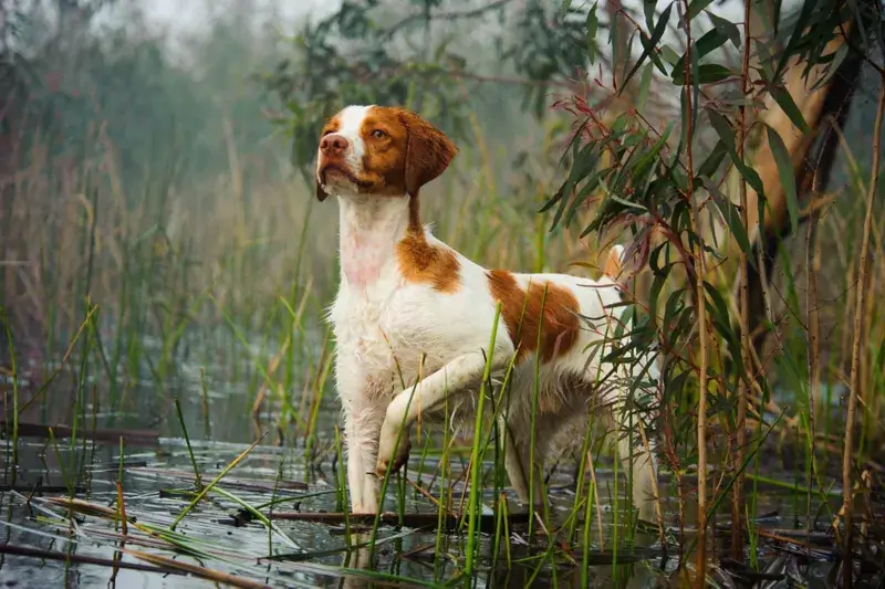 Brittany Spaniel Dog