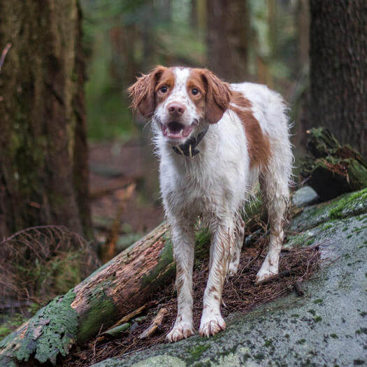 Brittany Spaniel Dog Temperament and Personality
