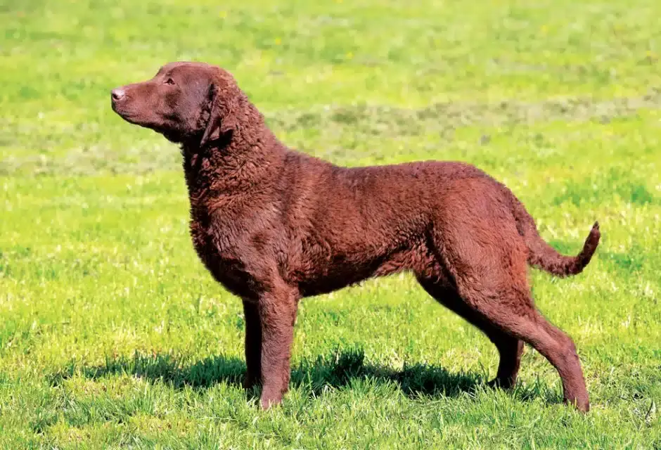 Chesapeake Bay Retriever