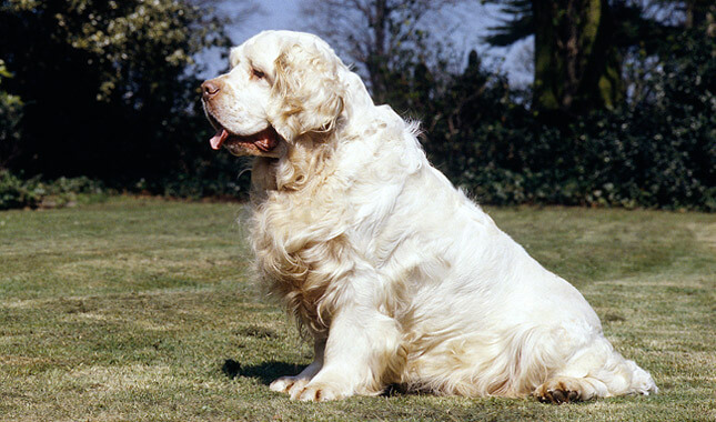 Clumber Spaniel Dog