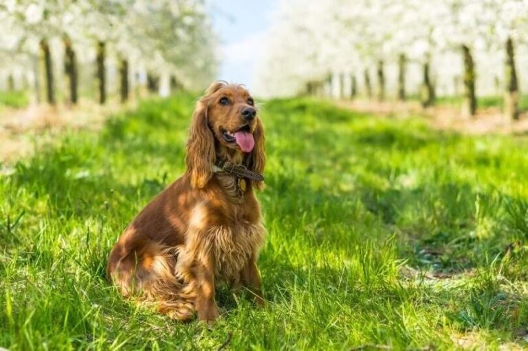 English Cocker Spaniel Dog Breed Traits, Care, and Lifespan