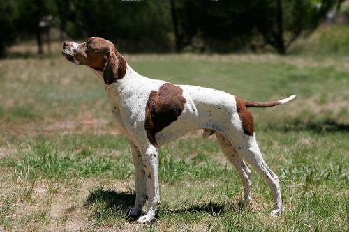 English Pointer Dog Breed | Description, Temperament, Lifespan, & Facts