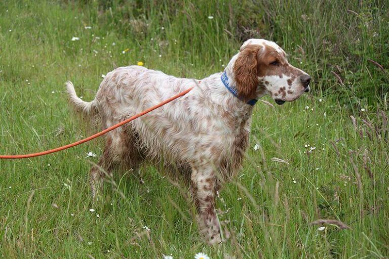 English Setter Dog Breed | Description, Temperament, Lifespan, & Facts