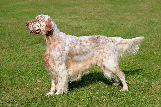 English Setter Dog