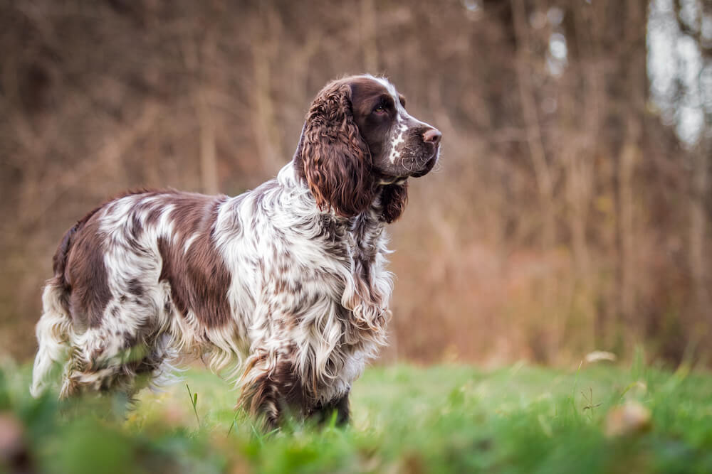 English Springer Spaniel Dog breed