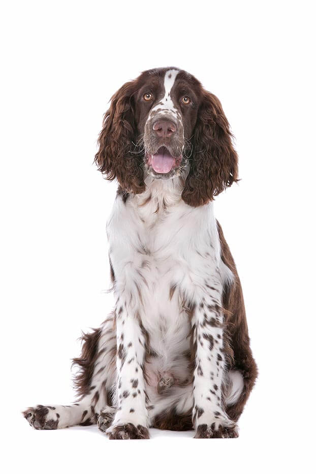 English Springer Spaniel Dog Temperament