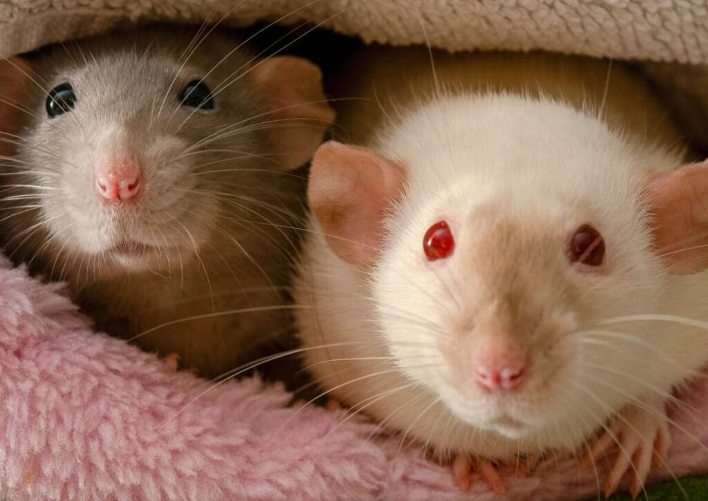 Expert Tips to Extend Your Pet Rat's Life