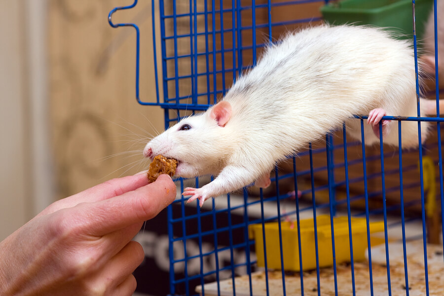 Factors Influencing Rat Lifespan