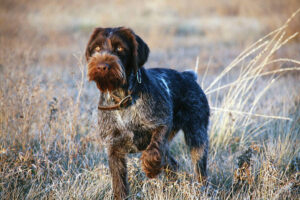 German Wirehaired Pointer dog breed