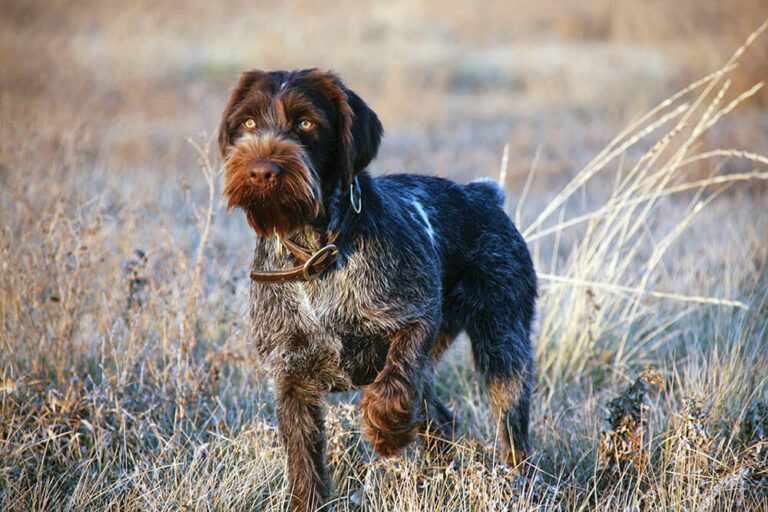 German Wirehaired Pointer Dog Breed | Description, Temperament, Lifespan, & Facts